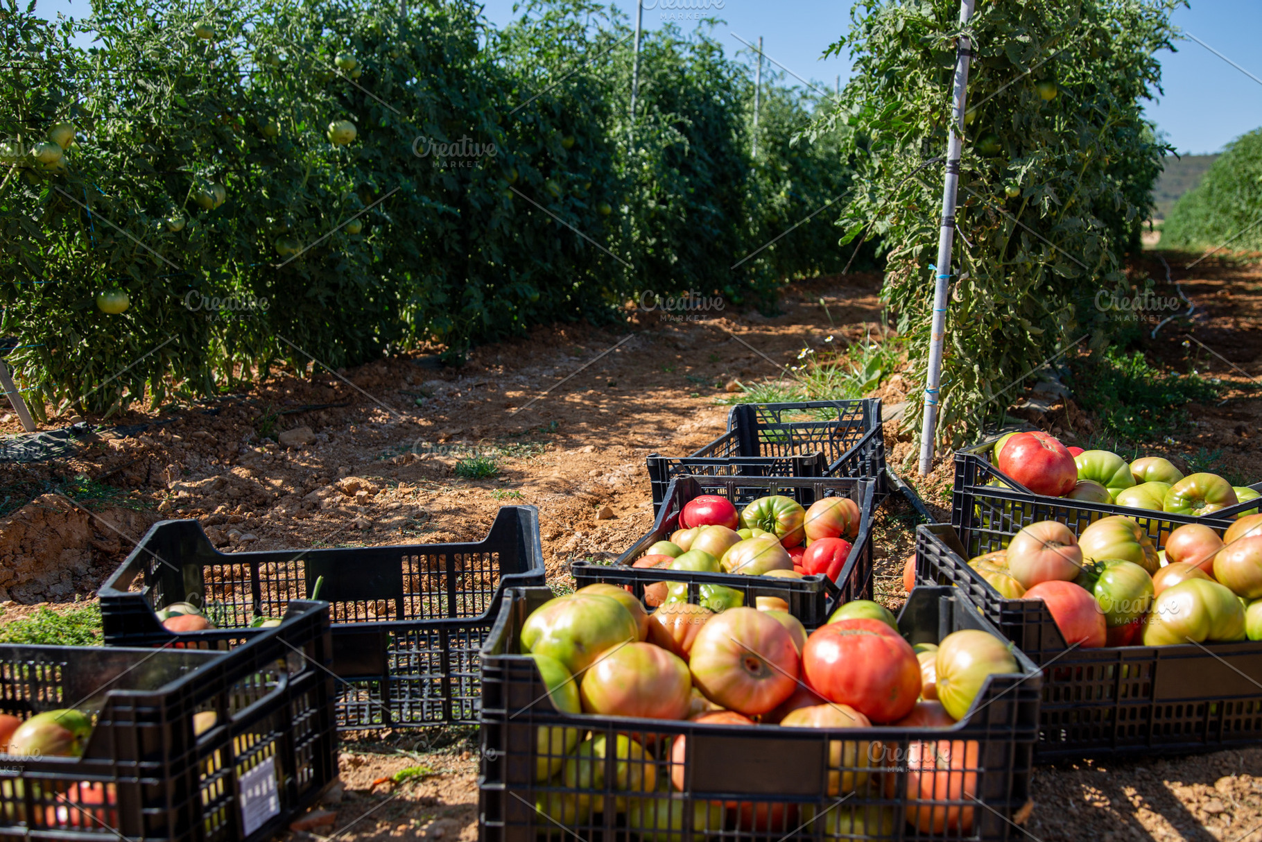 Harvesting pink tomato in summer, an Industrial Photo by asife