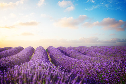 Lavender featuring lavender, field, and landscape, a Nature Photo by Neirfy