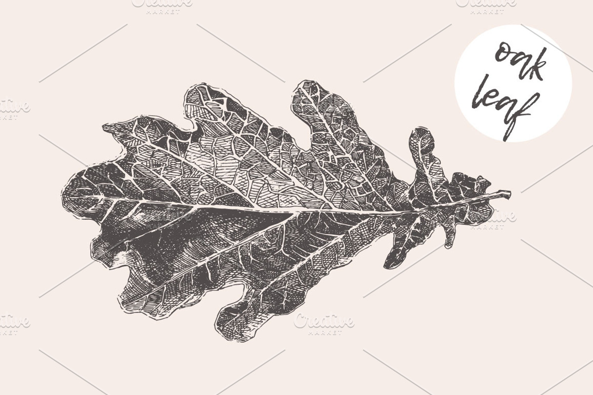 Illustration of an oak leaf, an Illustration by TheMountBirdStudio