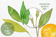 Orange Blossom - Watercolor handmade, an Illustration by MaraquelaStudio (Thumbnail 6 of 6)