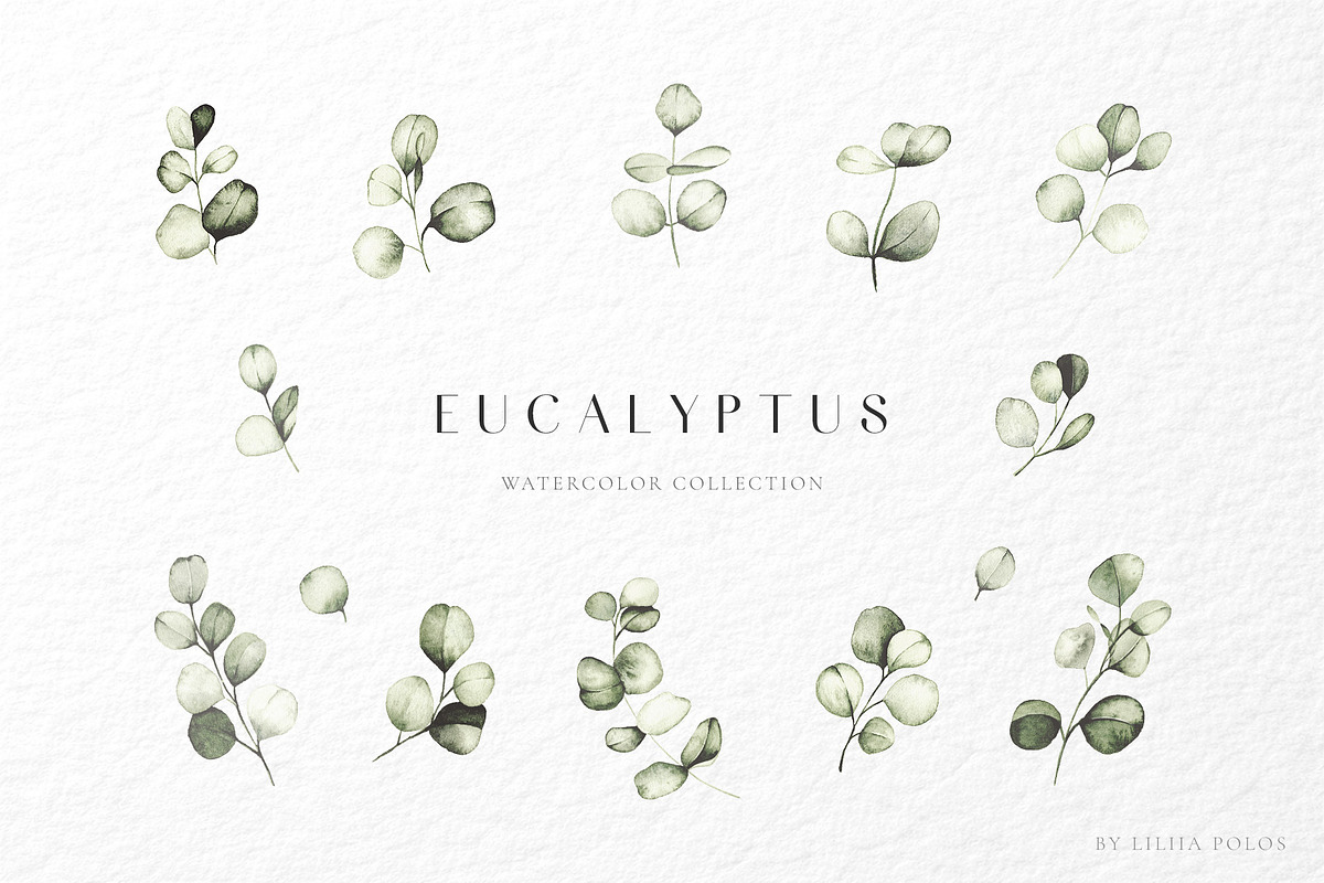 Eucalyptus watercolor illustrations, a Decorative Illustration by Liliia Polos Illustration (Photo 5 of 11)