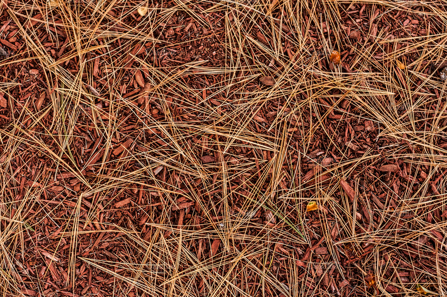 Pine needles autumn background, a Nature Photo by Nefrith