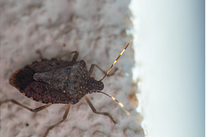 Macro Photo of a Brown Stink Bug on, an Animal Photo by MadPhotos