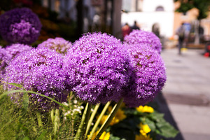 Purple flowers containing purple, flower, and flowers, a Nature Photo by Nazar Hrabovyi