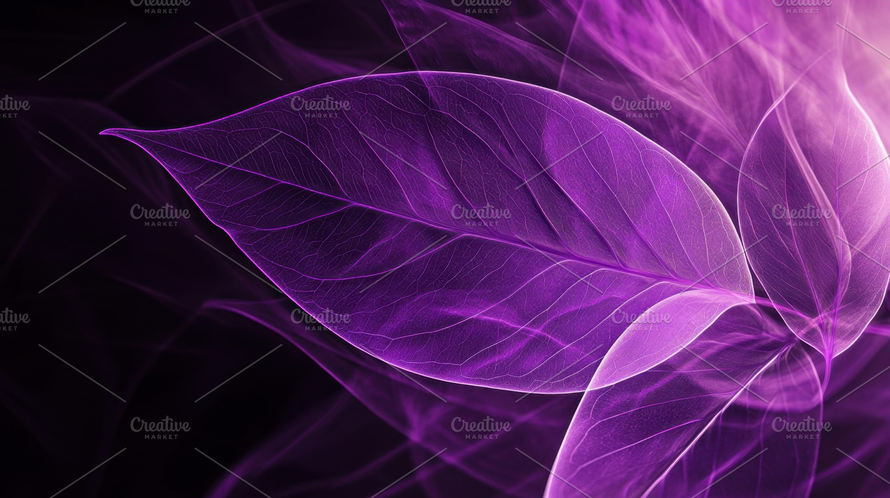 Bright purple leaves glow, a Photo by Beautiful things