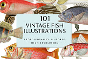 Vintage Fish Illustrations, a Food Illustration by BlackBird Foundry (Thumbnail 1 of 5)