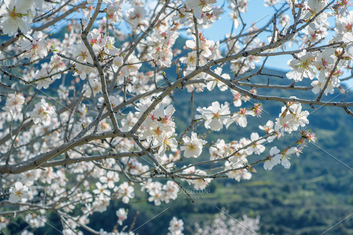 Blossoming almond trees, a Nature Photo by Fruits+Veggies (Photo 15 of 17)