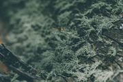 Forrest Tree Textures Bundle, a Nature Photo by Stephanie Mikuls (Thumbnail 3 of 5)
