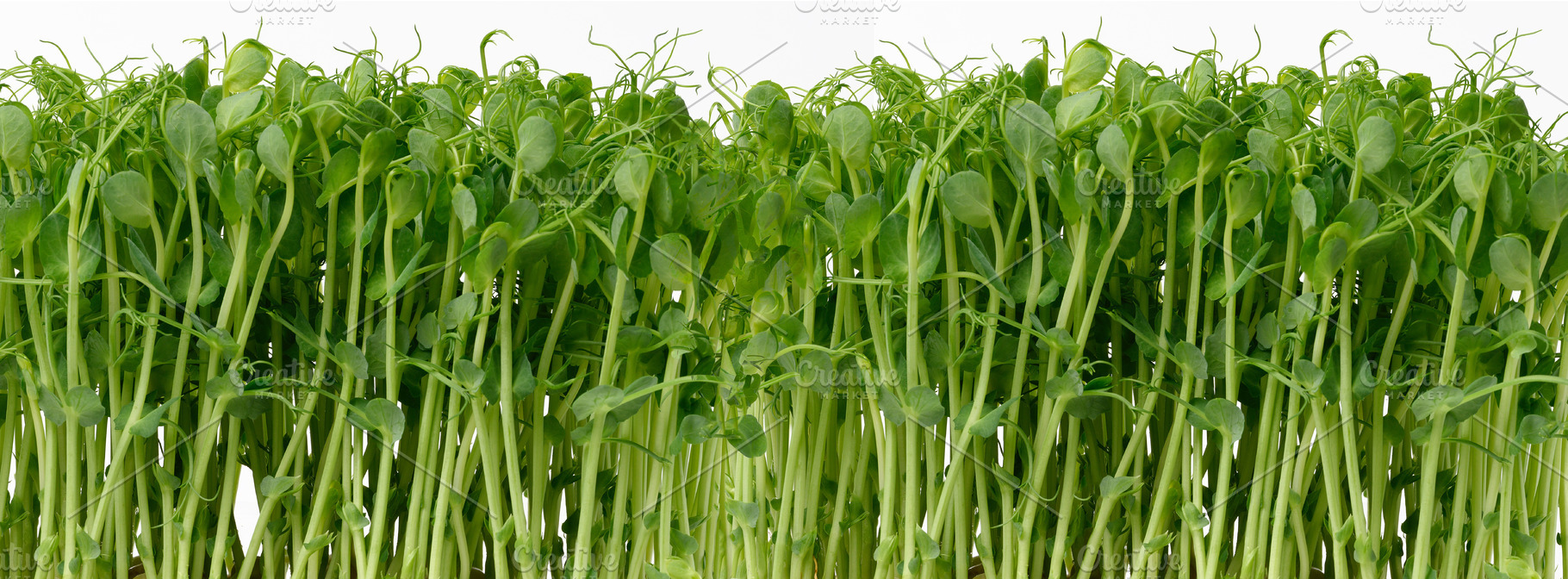 Fresh green pea microgreens sprouts on a white background, a Food & Drink Photo by ndanko