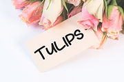 Thick | Script Font, a Script Font by Scratchones (Thumbnail 3 of 9)