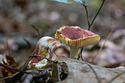 Mushrooms In The Forest Photography, a Nature Photo by Full Circle Design Studio (Thumbnail 7 of 38)