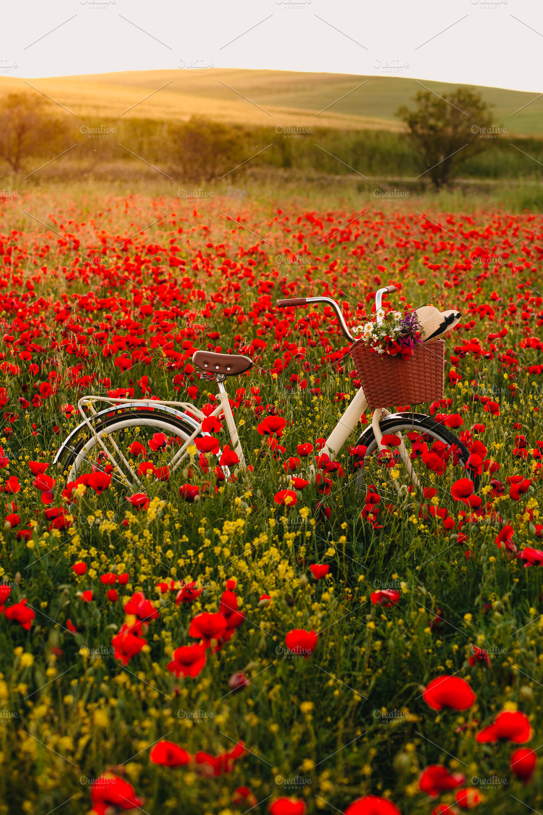 Bicycle in a poppy field, a Nature Photo by Fargana