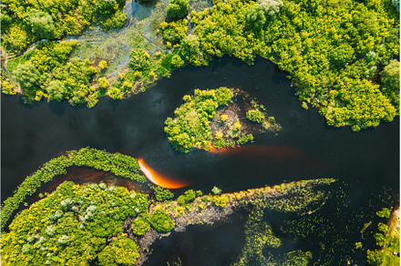 Aerial view. Green forest and river, a Nature Photo by Our Amazing World