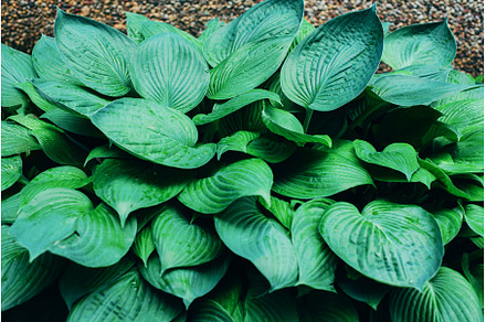 Nature concept. Top view. Green, a Nature Photo by Enjoy Photo