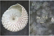 Sea Milk: Sheashell Backgrounds, a Background Graphic by Purple (Thumbnail 8 of 10)