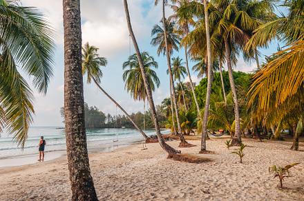 Beach and palm trees in the morning on the island, a Nature Photo by Art Rachen