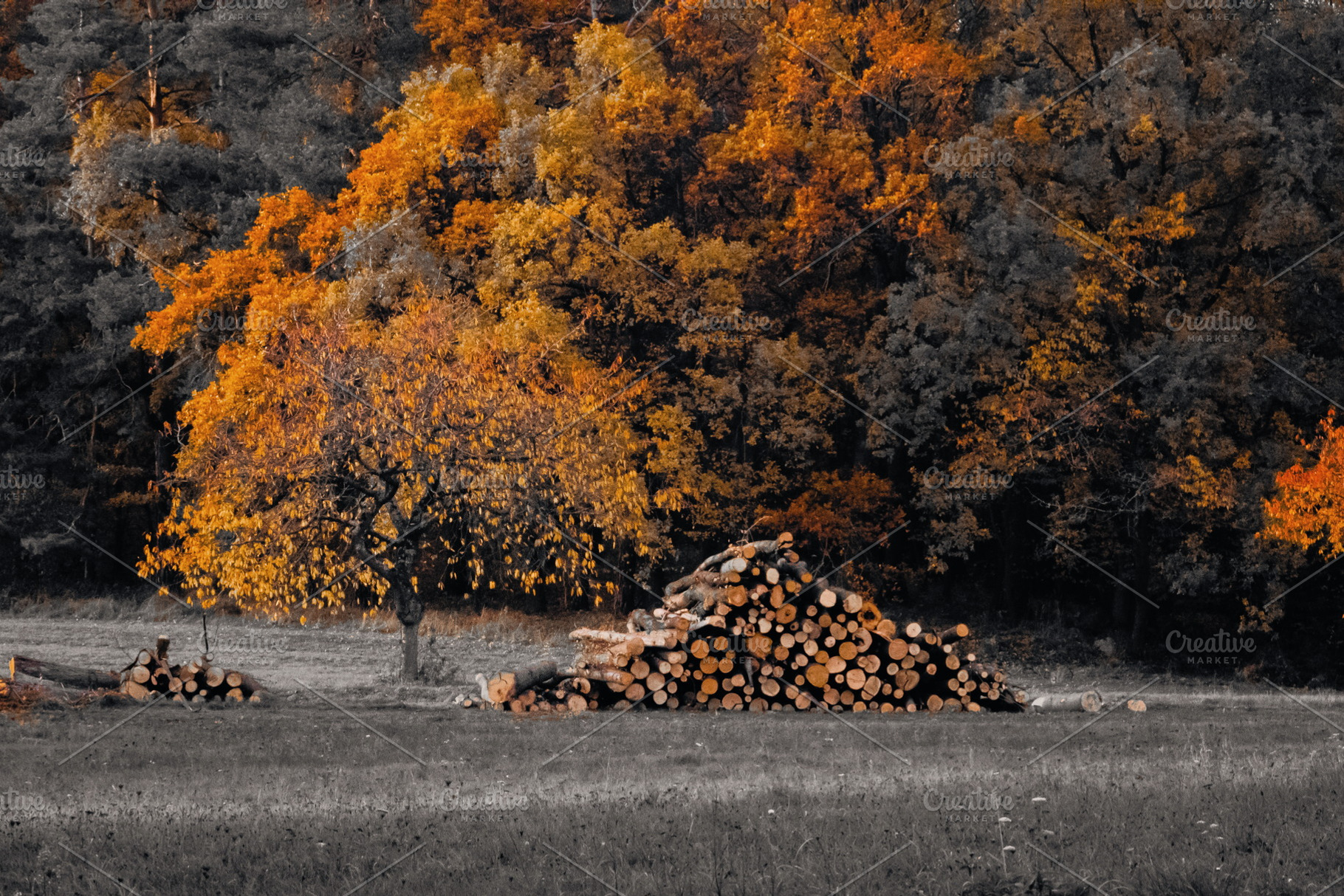 The Magic of Autumn #3, a Nature Photo by jakub_kopecky