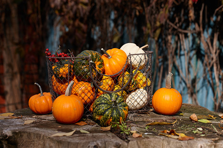Colorful pumpkins and gourds in basket outdoors, a Nature Photo by Foodie's Shop