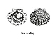 Seafood collection_part 1, a Food Illustration by ZotovShop (Thumbnail 3 of 11)