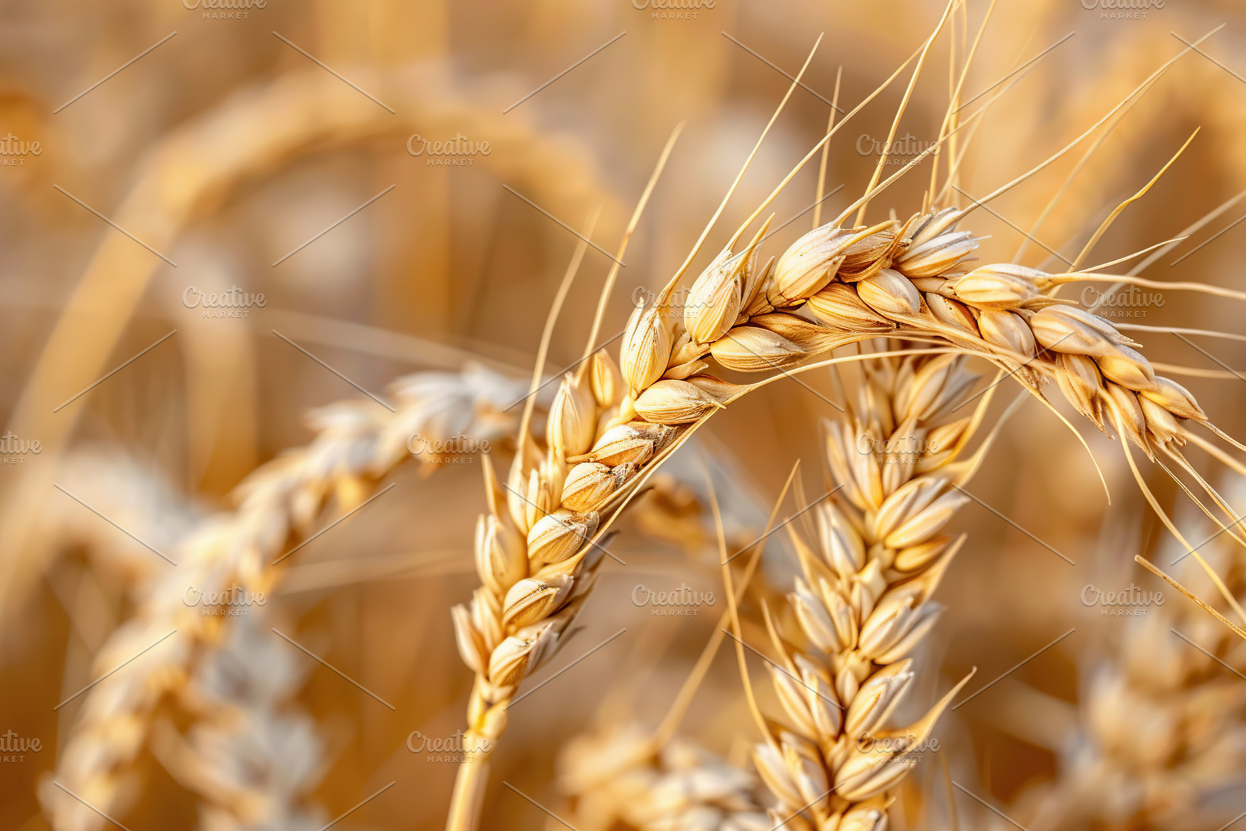 Yellow field with ripe wheat ears, a Nature Photo by AlyaAnd
