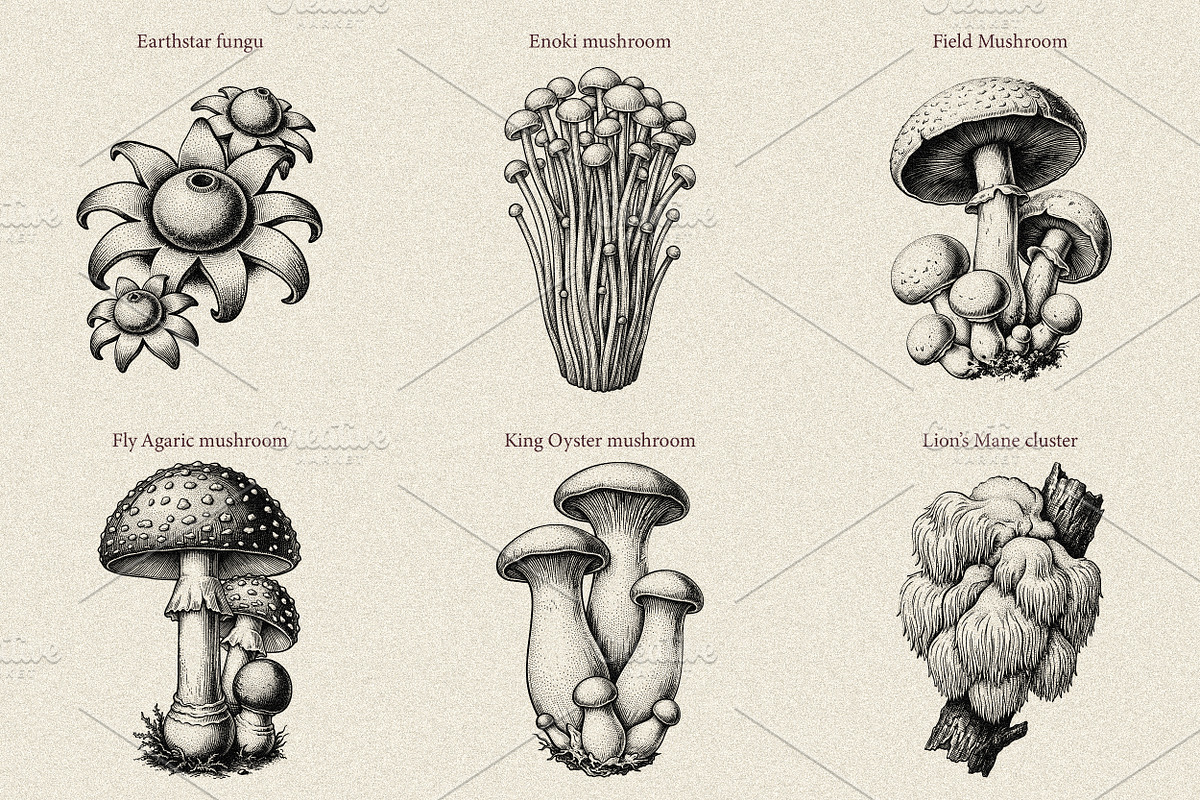 35 Mushrooms & Fungi–Engraved Vector, an Object Graphic by Gonez Studio (Photo 3 of 13)