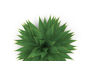 Agave