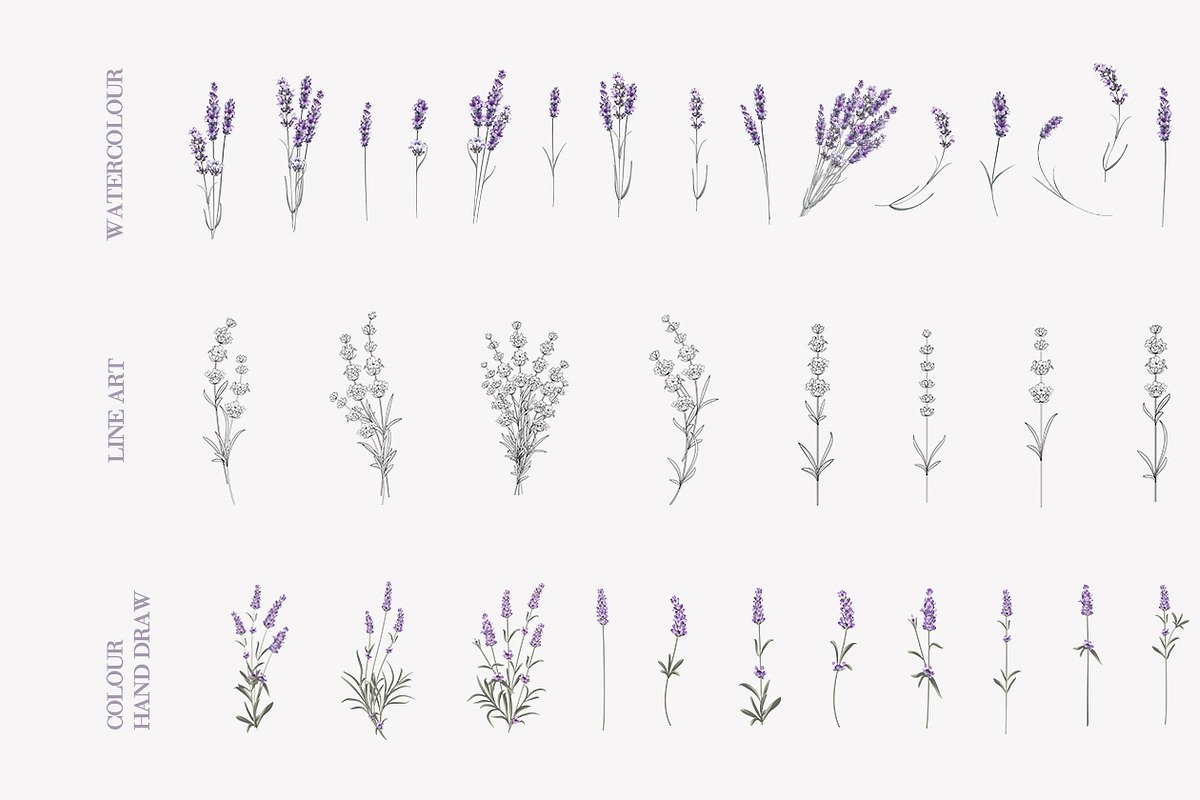 34 Lavender branch and bouquet, an Illustration by Kotkoa (Photo 2 of 7)