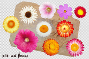 Die-cut Real Flowers, a Nature Photo by aniunova (Thumbnail 2 of 4)