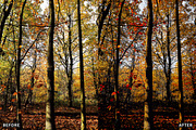 Misty Autumn Forest Presets, a Preset Add-On by AAA Presets (Thumbnail 9 of 13)