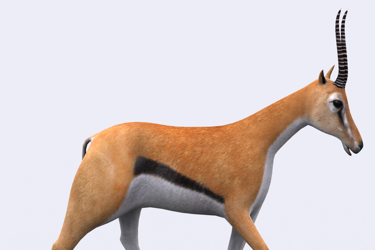 3DRT - Safari animals - Gazelle, an Animal 3D Model by 3DRT.com (Photo 2 of 3)