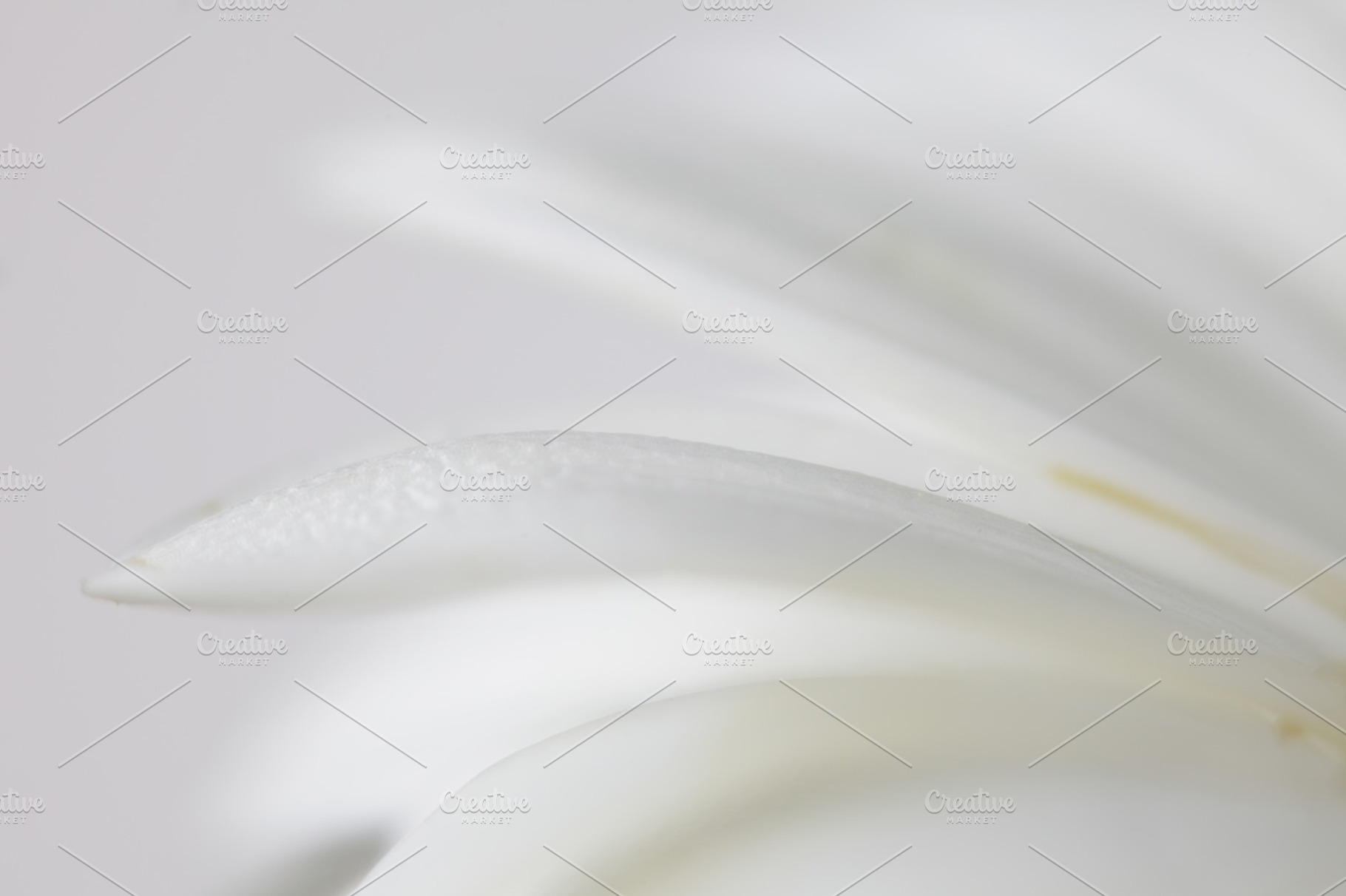 Soft focus flower background featuring abstract, backdrop, and background, a Nature Photo by Liliia Rudchenko