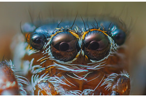 Jumping spider eyes, close up, an Animal Photo by Lukas Jonaitis SHOP