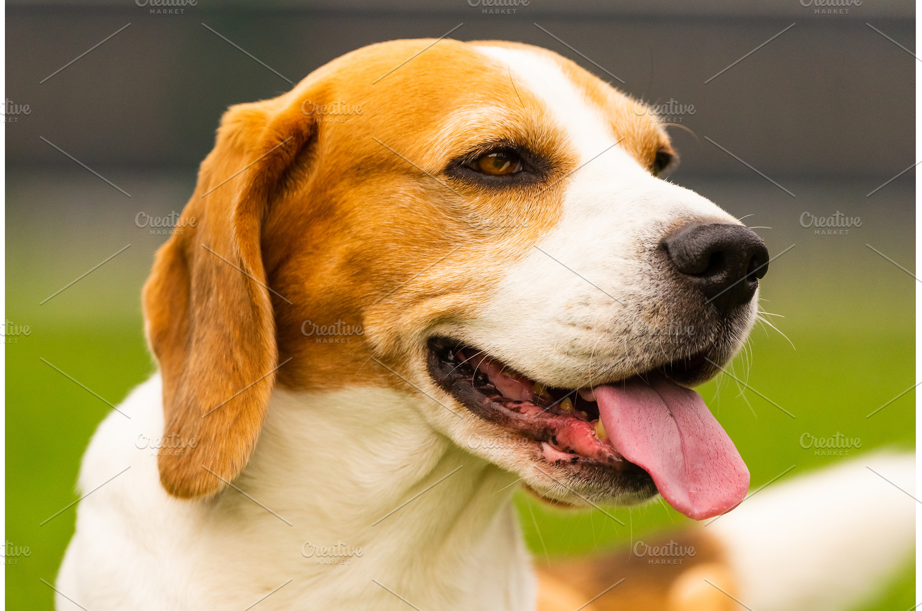 Beagle dog outdoors portrait with, an Animal Photo by MadPhotos