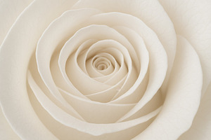Cream colored rose closeup with delicate petals forming spiral p, a Photo by Dvoevnore photos