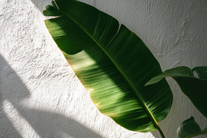 Green plant shadow on white wall, a Photo by Virgo Studio