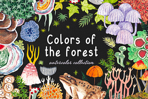 Colors of the forest