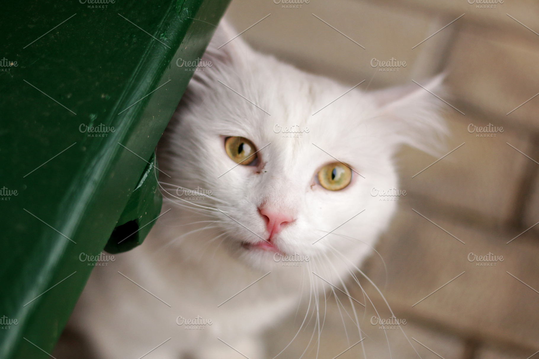 White cat portrait, an Animal Photo by Iryna Sotnykova