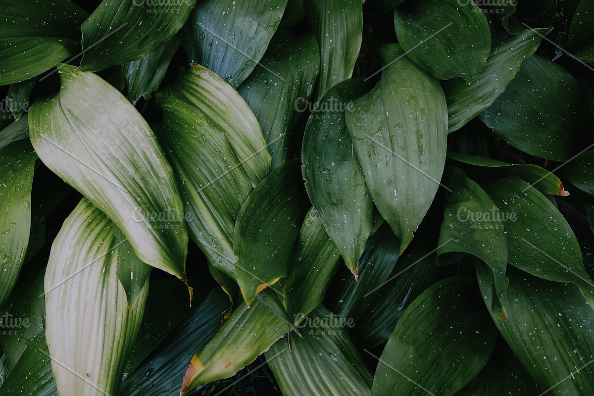 Botanicals #1, a Photo by Heather Nash Photo (Photo 1 of 2)