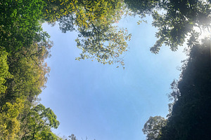Forest as a heart shape, a Nature Photo by AMMi