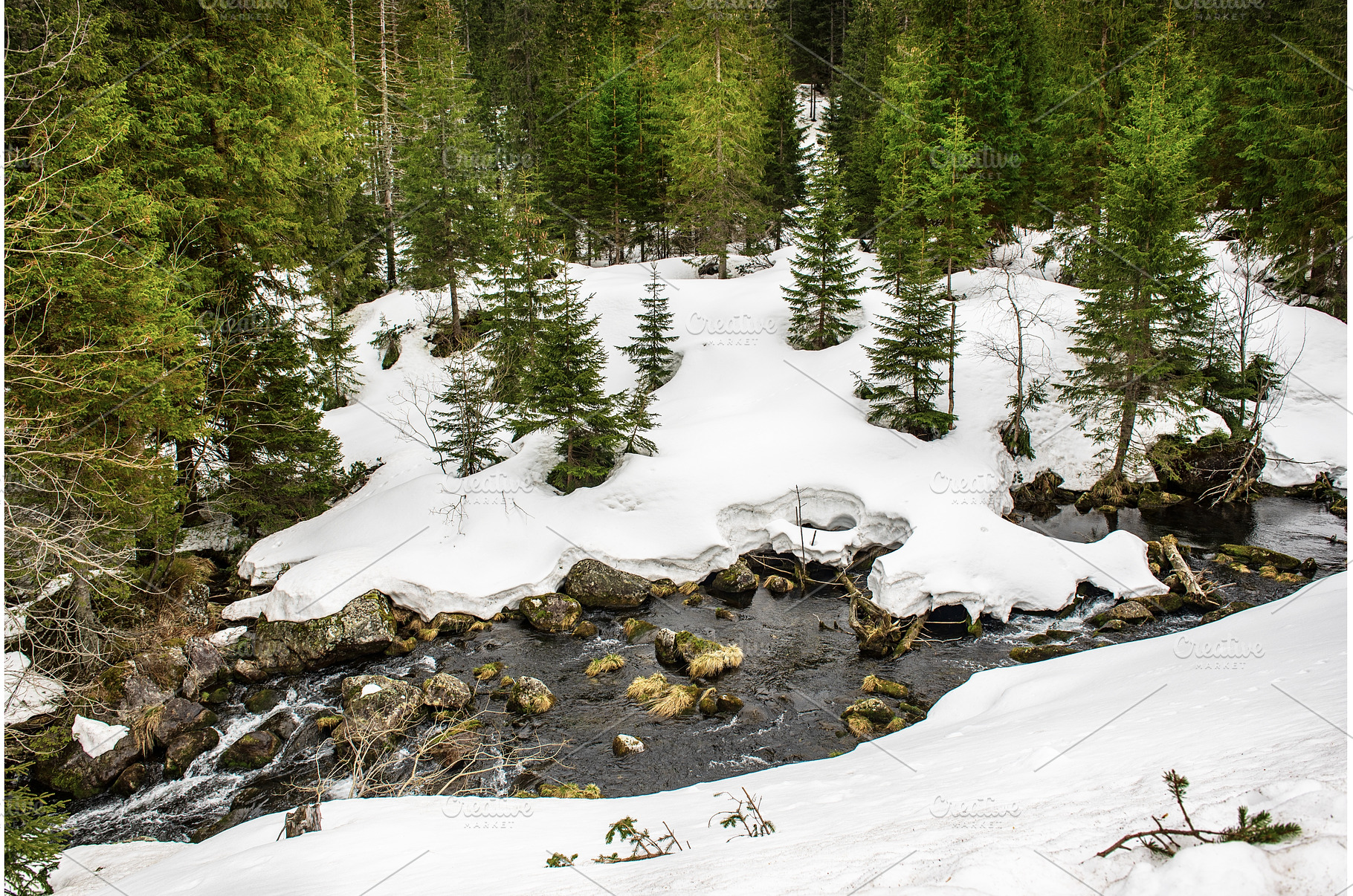 Mountain fir forest and the river, a Nature Photo by Nature and travel
