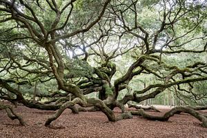 Angel oak stock photo containing tree and oak