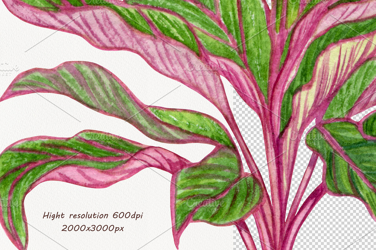 Houseplants Watercolor Clipart Vol6, an Object Illustration by BarvArt (Photo 4 of 4)