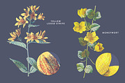 Vintage Flower Illustrations Bundle, an Illustration by Greta Ivy (Thumbnail 16 of 62)