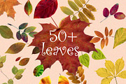 Dried Herbarium Thanksgiving leaves, an Animal Illustration by NataLyaroArt (Thumbnail 7 of 13)