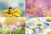 Flower collection 100 photos, a Nature Photo by Vladimir Kazimirov (Thumbnail 12 of 14)
