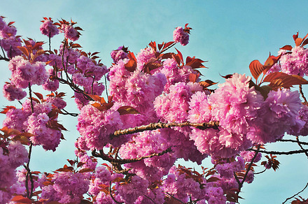 Cherry blossoms featuring cherry blossoms, flowers, and natura