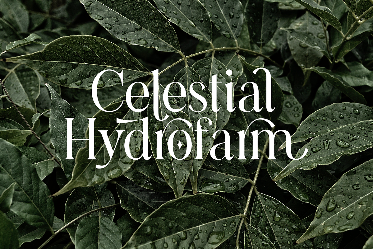 Casanova Elegant Serif Display, a Serif Font by Typetemp Studio (Photo 8 of 30)