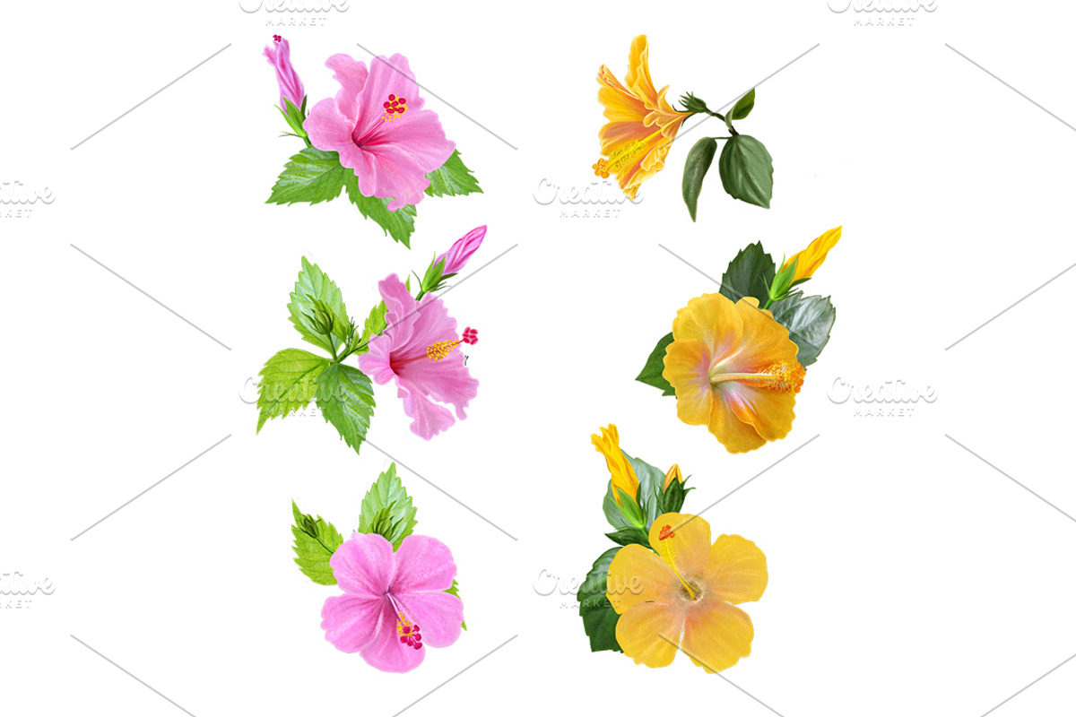 Set. Hibiscus pink and yellow., an Illustration by SokolovaSv (Photo 3 of 3)