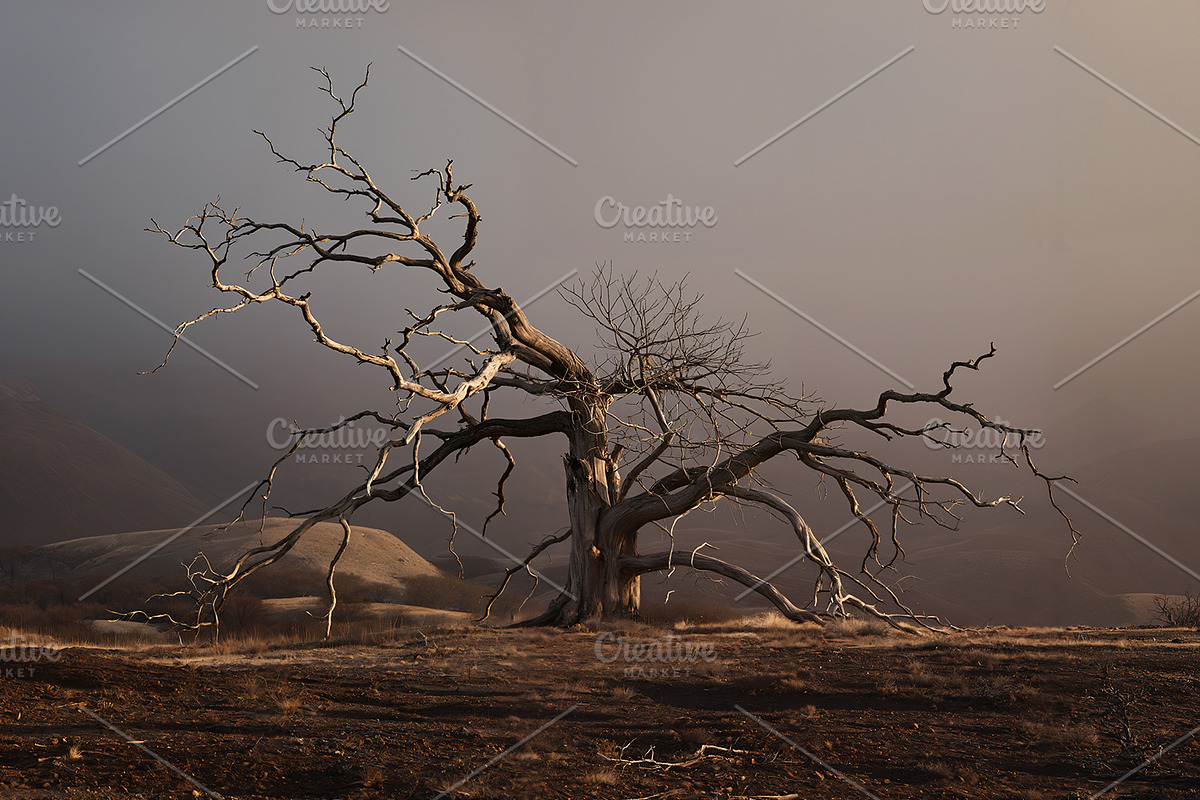 48 Dying Tree Images, a Nature Photo by h.utomo (Photo 38 of 48)