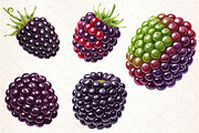 Watercolor Blackberry Clipart, an Illustration by Libby Wishes (Thumbnail 5 of 5)